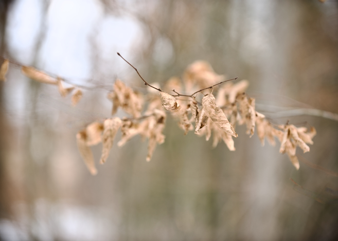 Oak Leaves in Winter