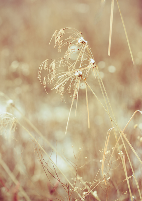 Bullrush Sedges in Late Winter