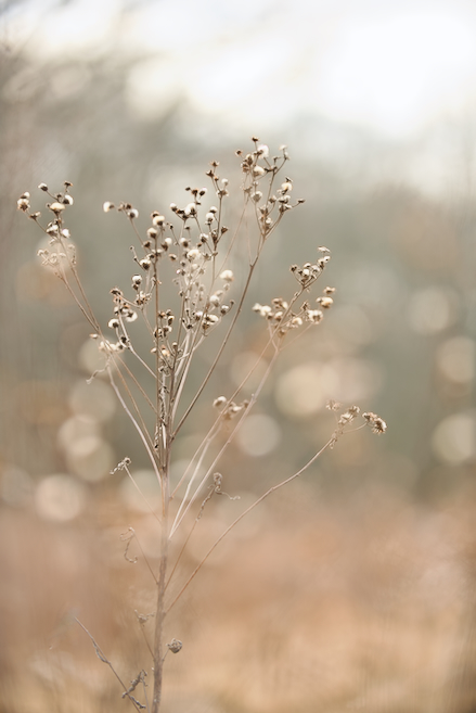 Meadow in Late Winter