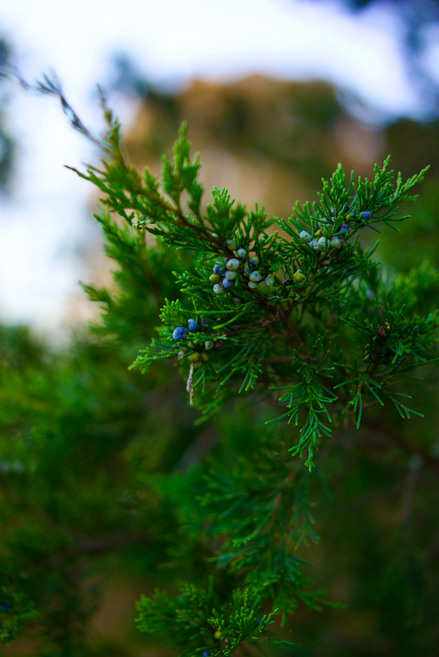 Juniper Berries