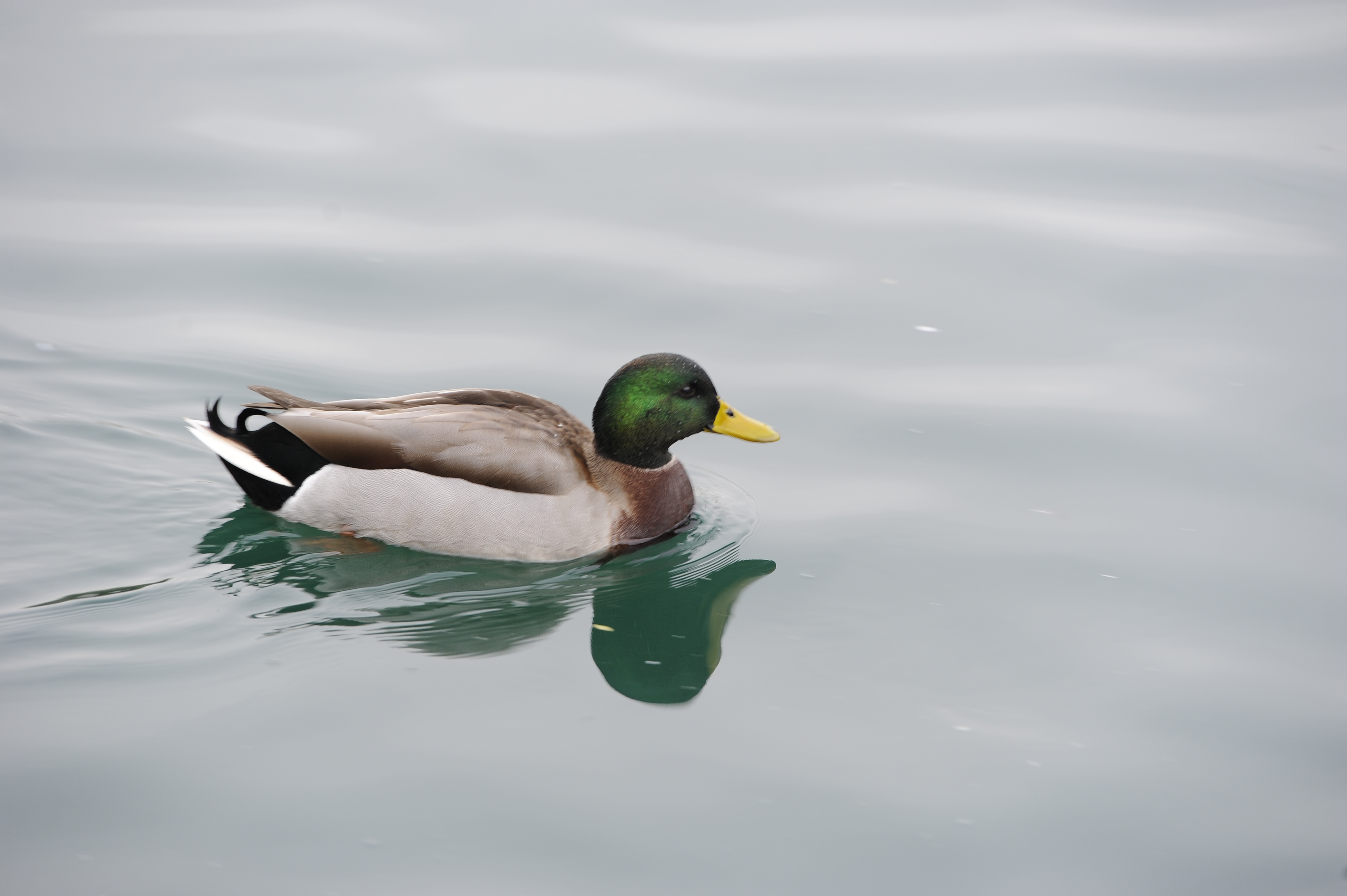 Duck, Mallard, Drake-Roanoke, VA- D3S8280.JPG