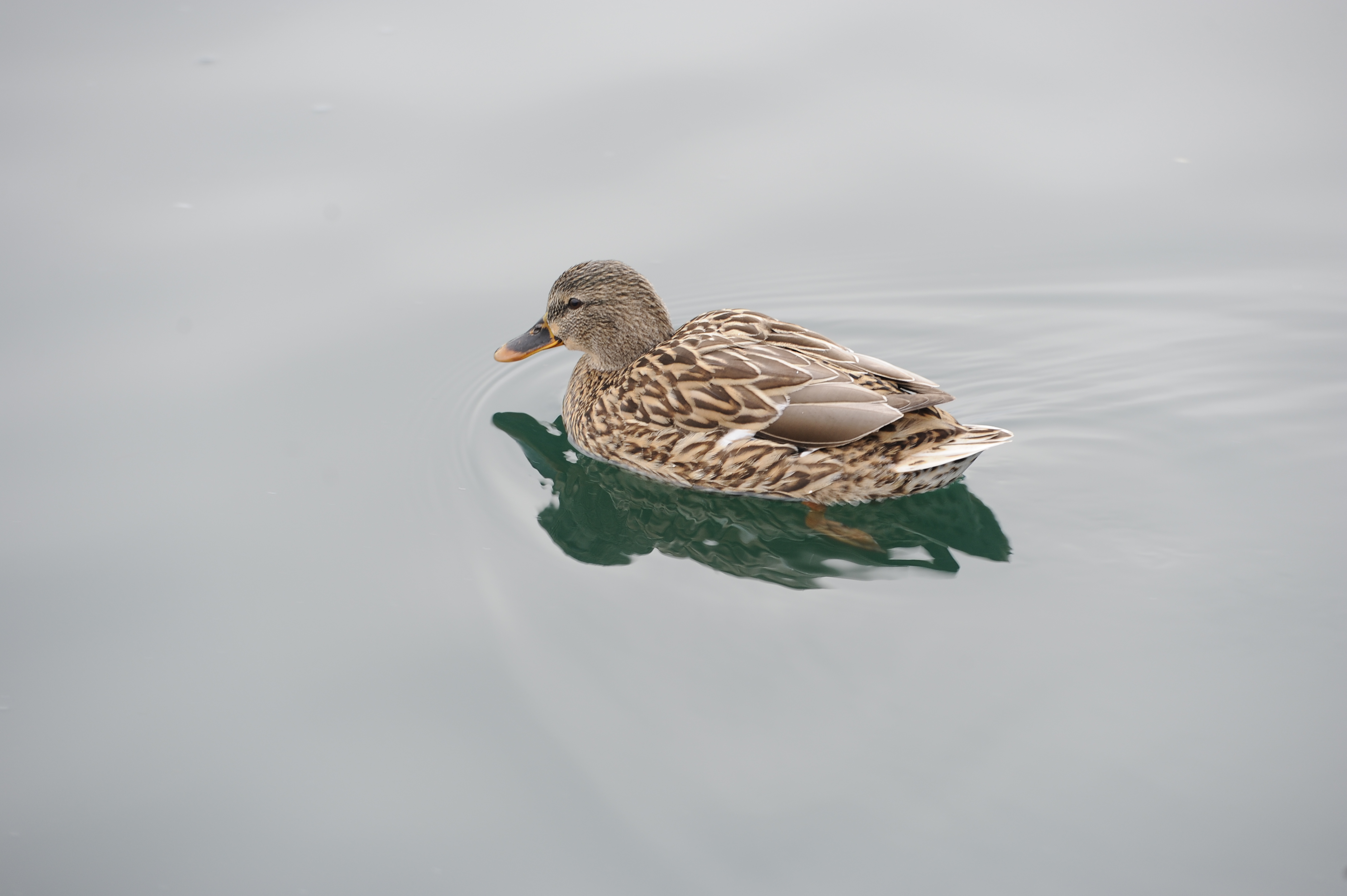 Duck,Mallard Hen-Roanoke VA-D3S8255.JPG