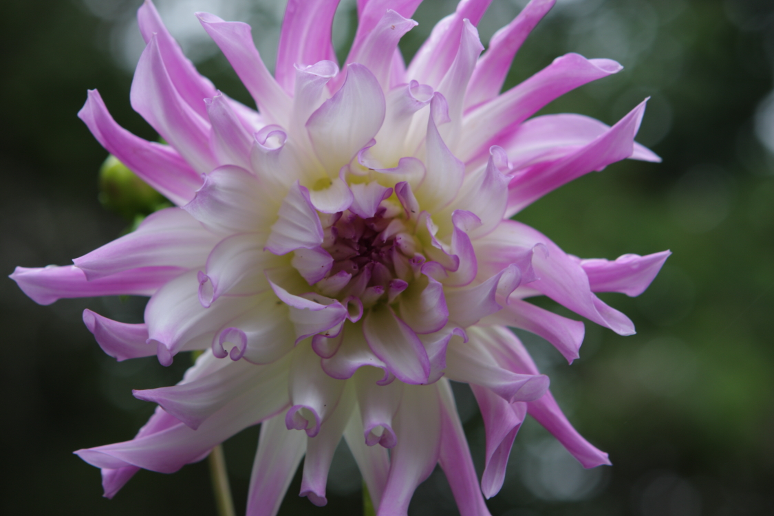 2019 Dahlia (2)