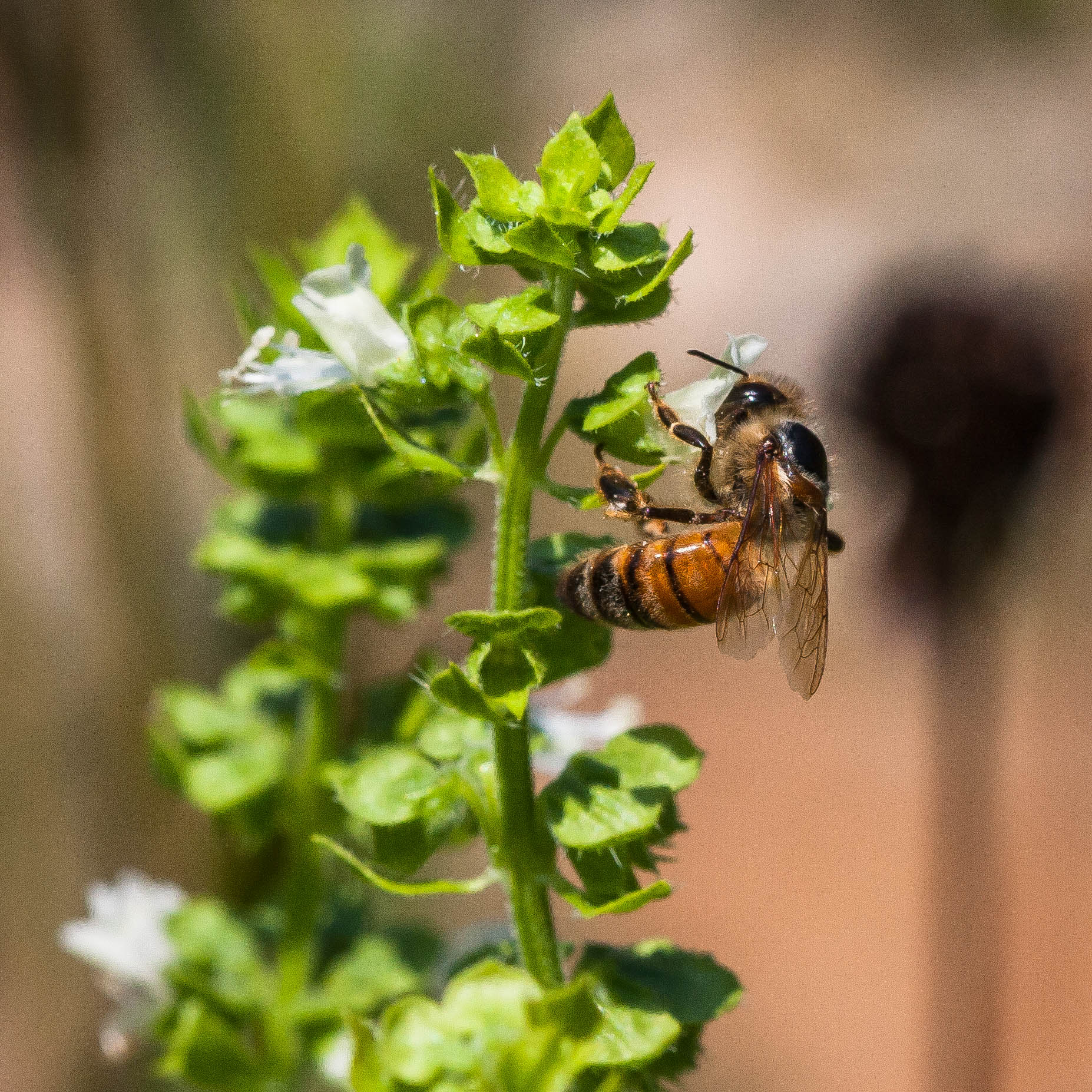 A Bzzzzzy Bee on Basil