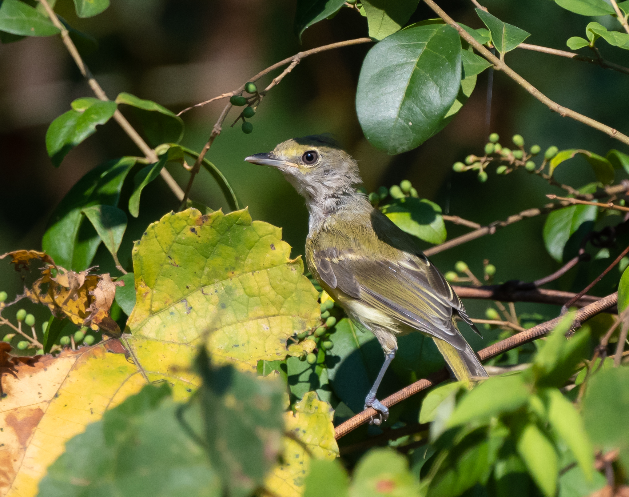 WEVI 20 Aug 2020 Swan Creek WMA Limestone Co AL GDJackson-0148.jpg