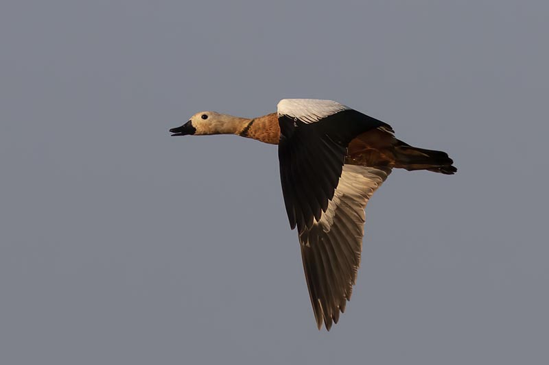 Ruddy Shelduck (male)