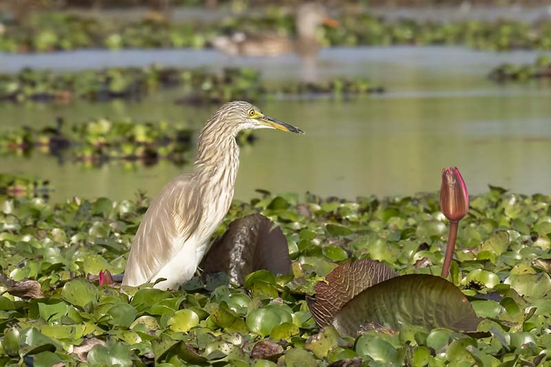 Indian Pond Heron