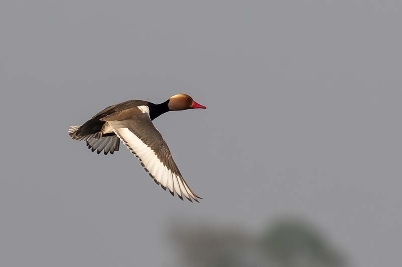 Red-crested Pochard (male)
