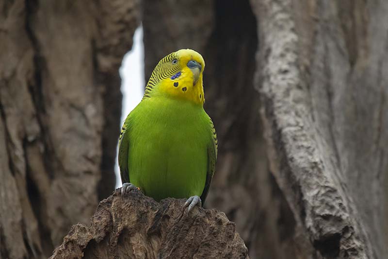 Budgerigar (Melopsittacus undulatus)