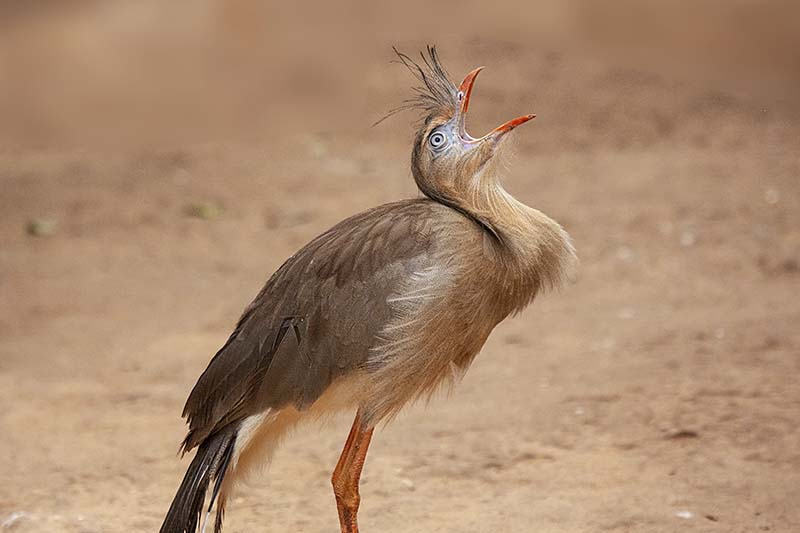Red-legged Seriema