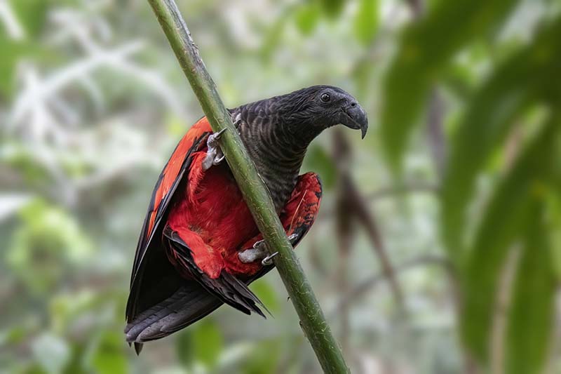 Pesquets Parrot (Psittrichas fulgidus) -- vulnerable