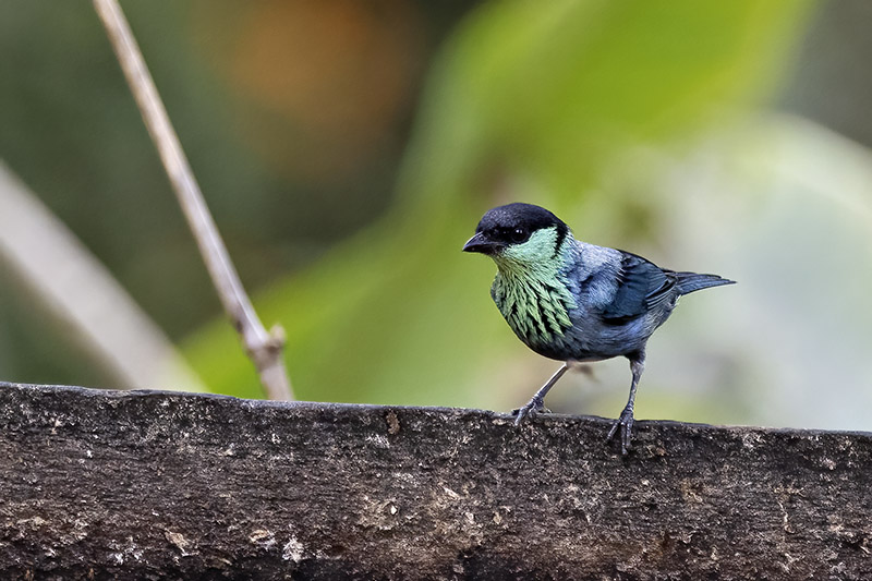 Black-capped Tanager -- male