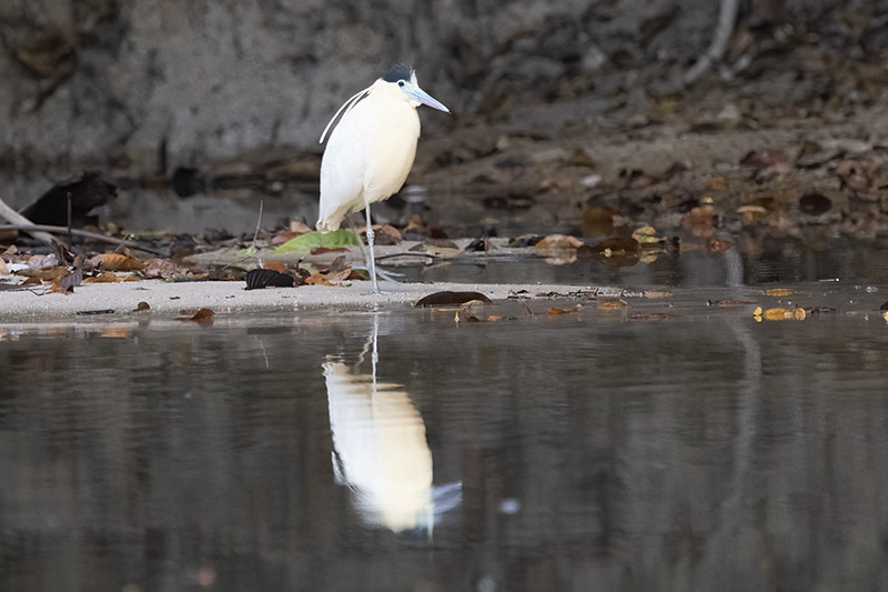 Capped Heron (Pilherodius pileatus)