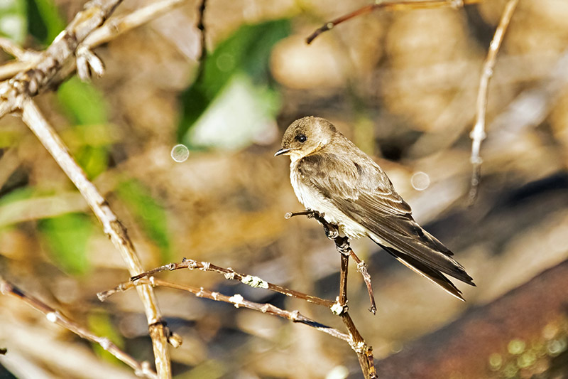 Brown-chested Martin (Progne tapera)