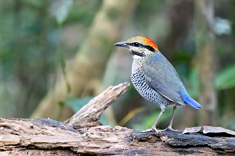 Blue Pitta (Hydrornis cyaneus) -- female