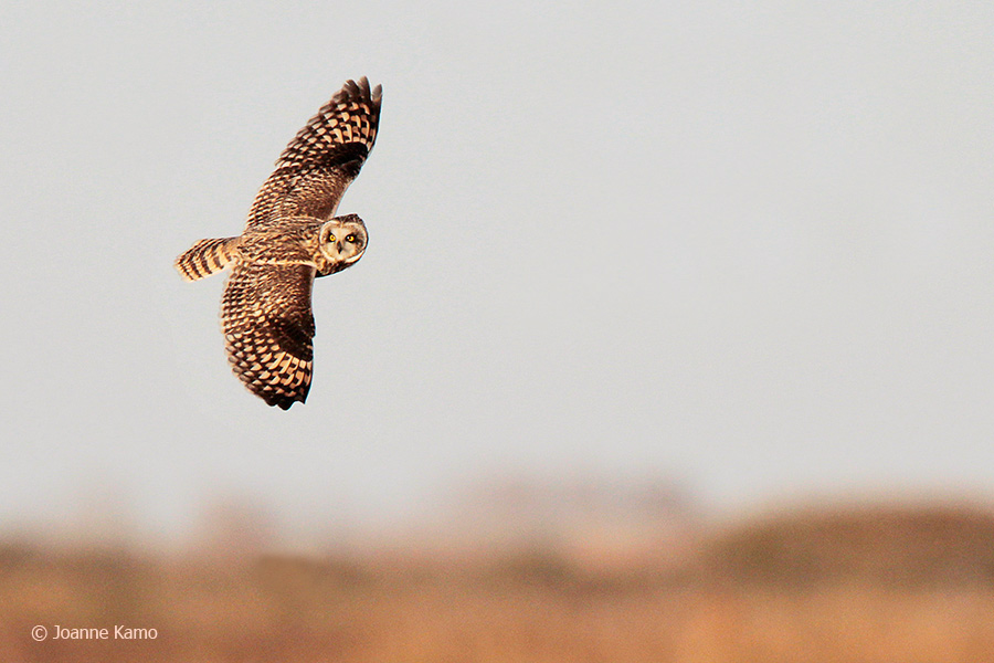 Short-eared Owl