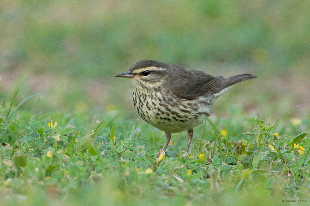 Northern Waterthrush