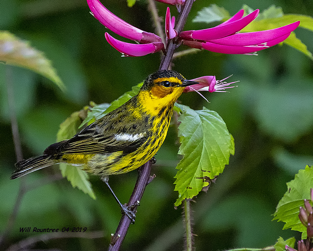 5F1A0749_Cape_May_Warbler_.jpg