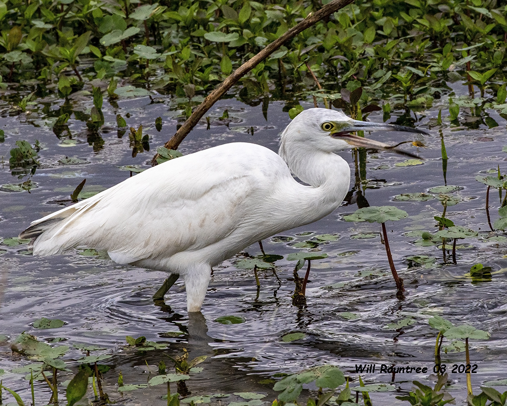 5F1A2617 Little Blue Heron .jpg