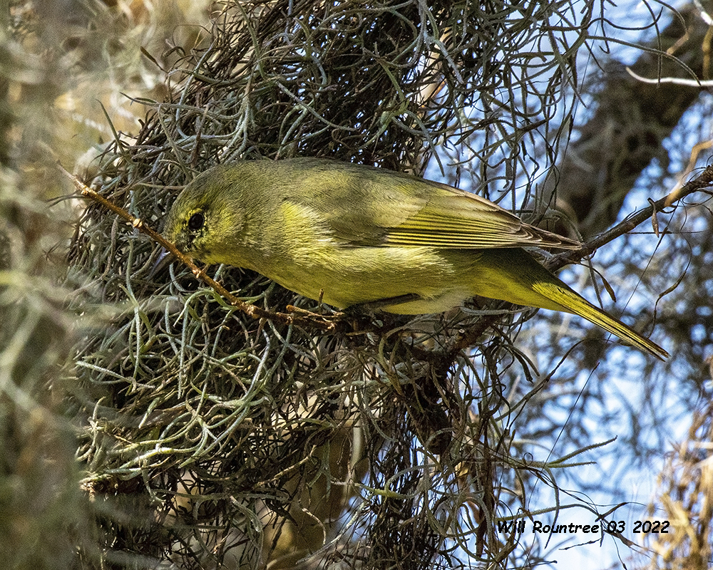 5F1A2770 Orange-crowned Warbler .jpg