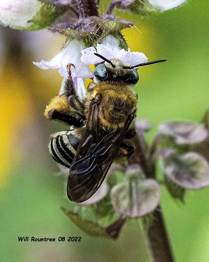 5F1A4340 Bee on Basil .jpg