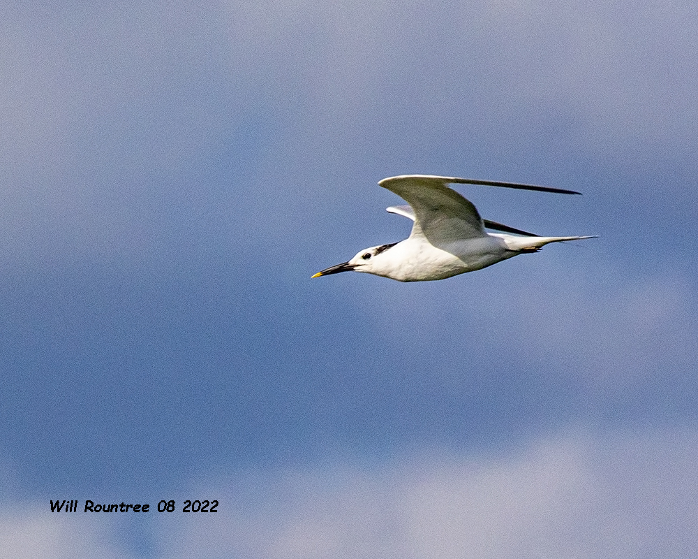 5F1A4470 Sandwich Tern .jpg