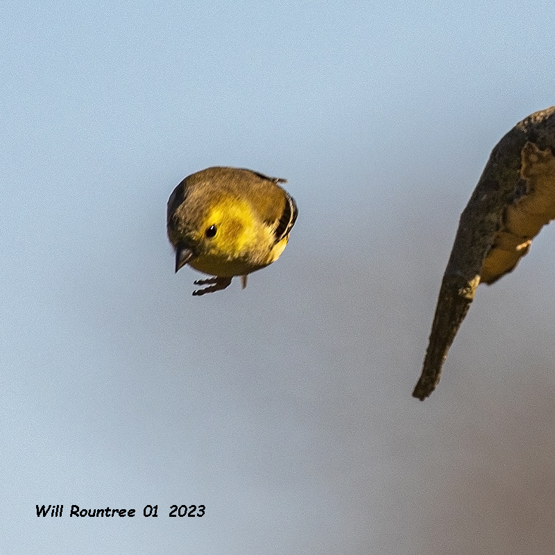 5F1A6902 American Goldfinch .jpg