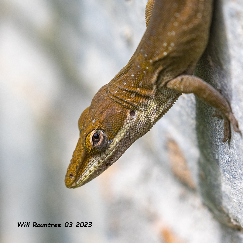 5F1A7425 Brown Anole Anolis sagrei .jpg