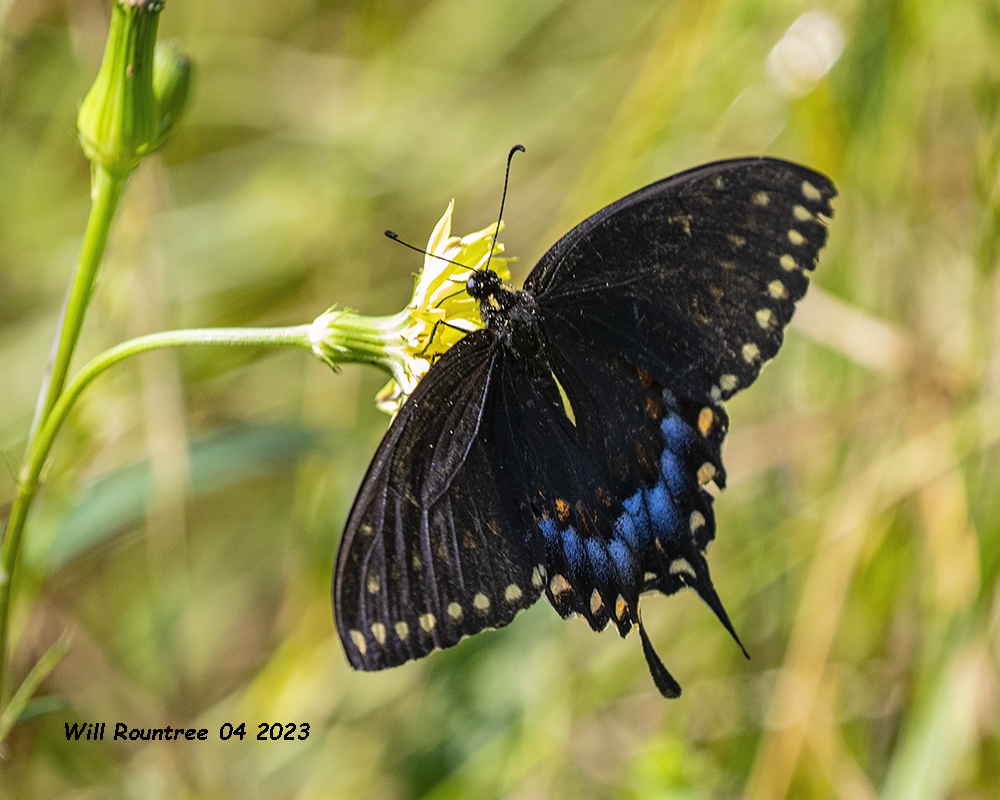 5F1A8434 Spicebush Swallowtail .jpg