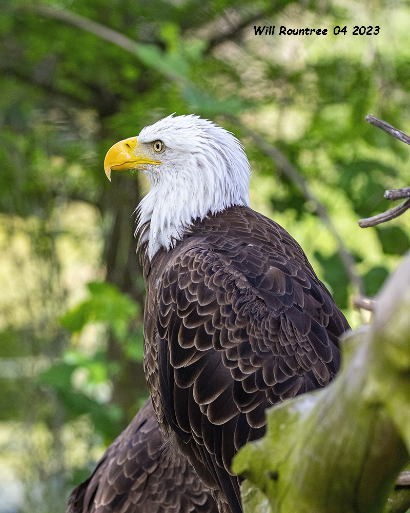 5F1A8699 American Bald Eagle jpg.jpg