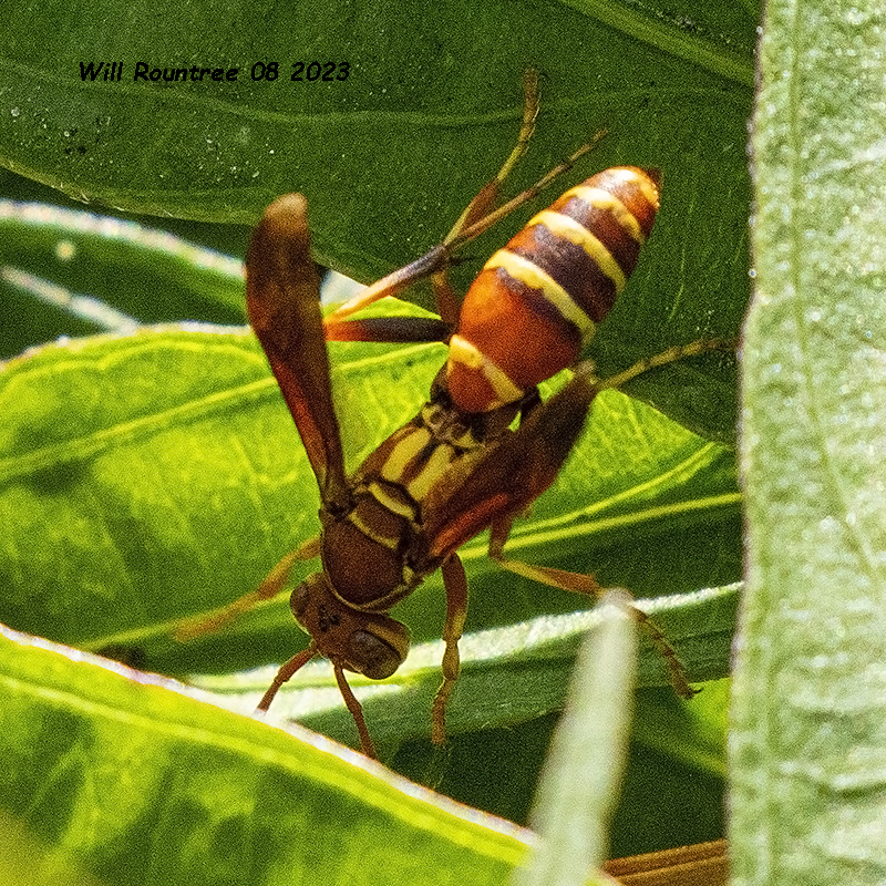 5F1A1127 Paper Wasp - Polistes bellicosus .jpg