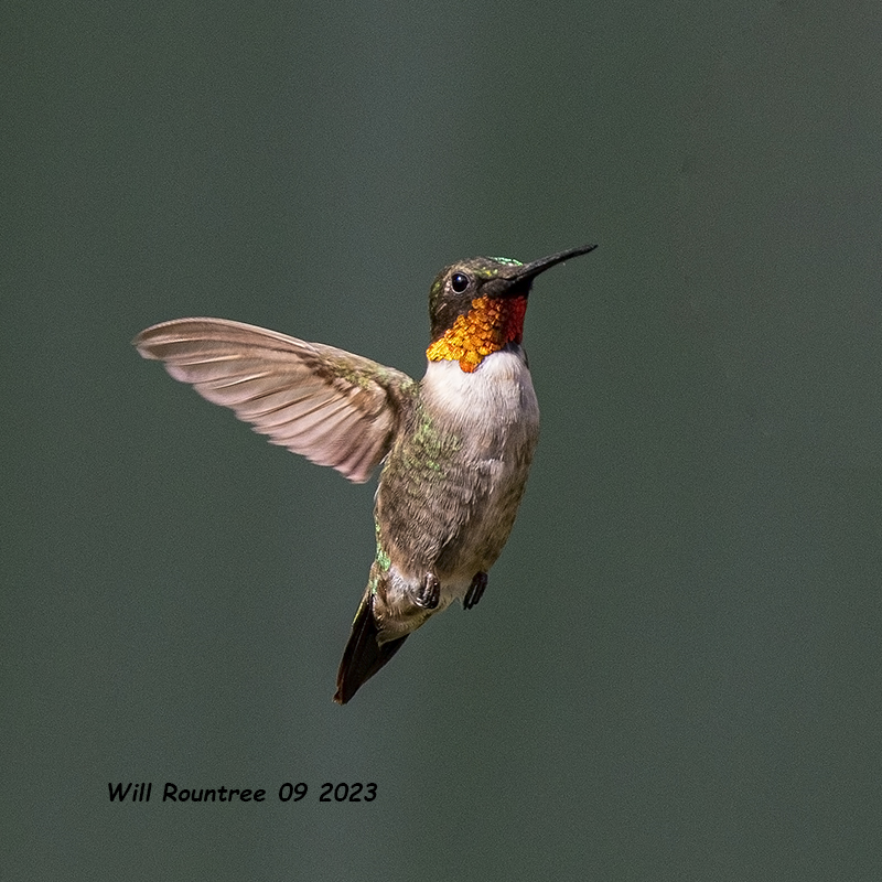 5F1A2838 Ruby-throated Hummingbird .jpg