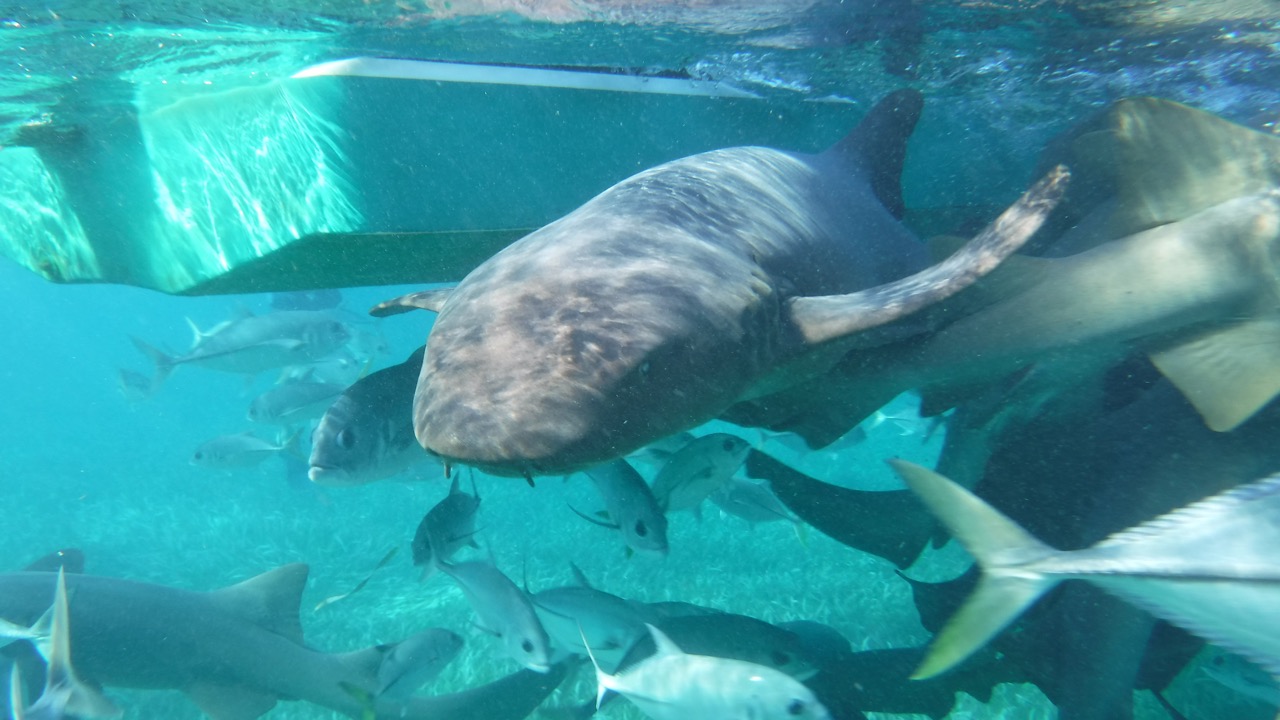 Swimming with Nurse Sharks at at Shark Ray Alley