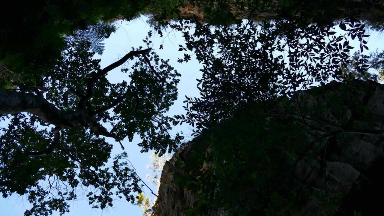 Looking up through the canyon canopy in Isalo National Park