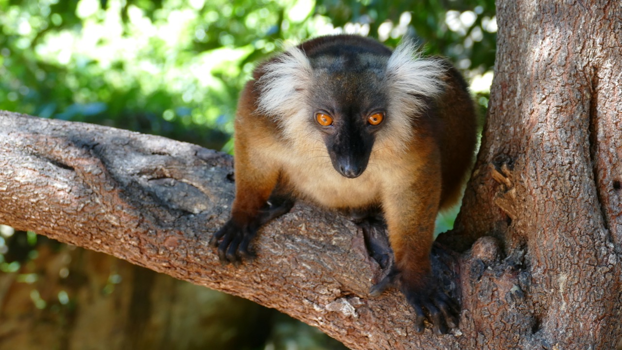 Female Black Lemur