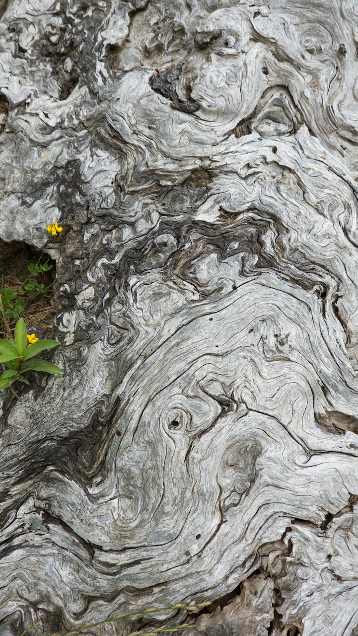 Old Cedar Stump