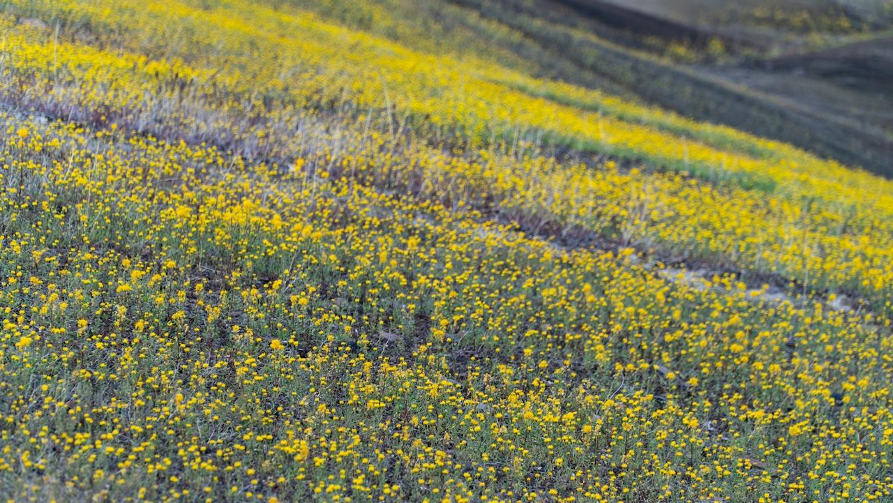 Yellow Flowers at Oregons Painted Hills