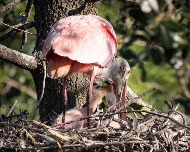 Spoonbill Feeding Chicks