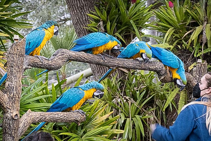 Blue Macaws