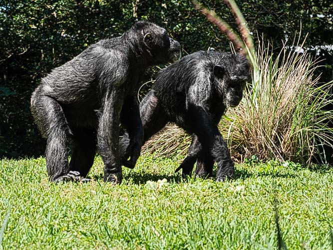 Two Chimps