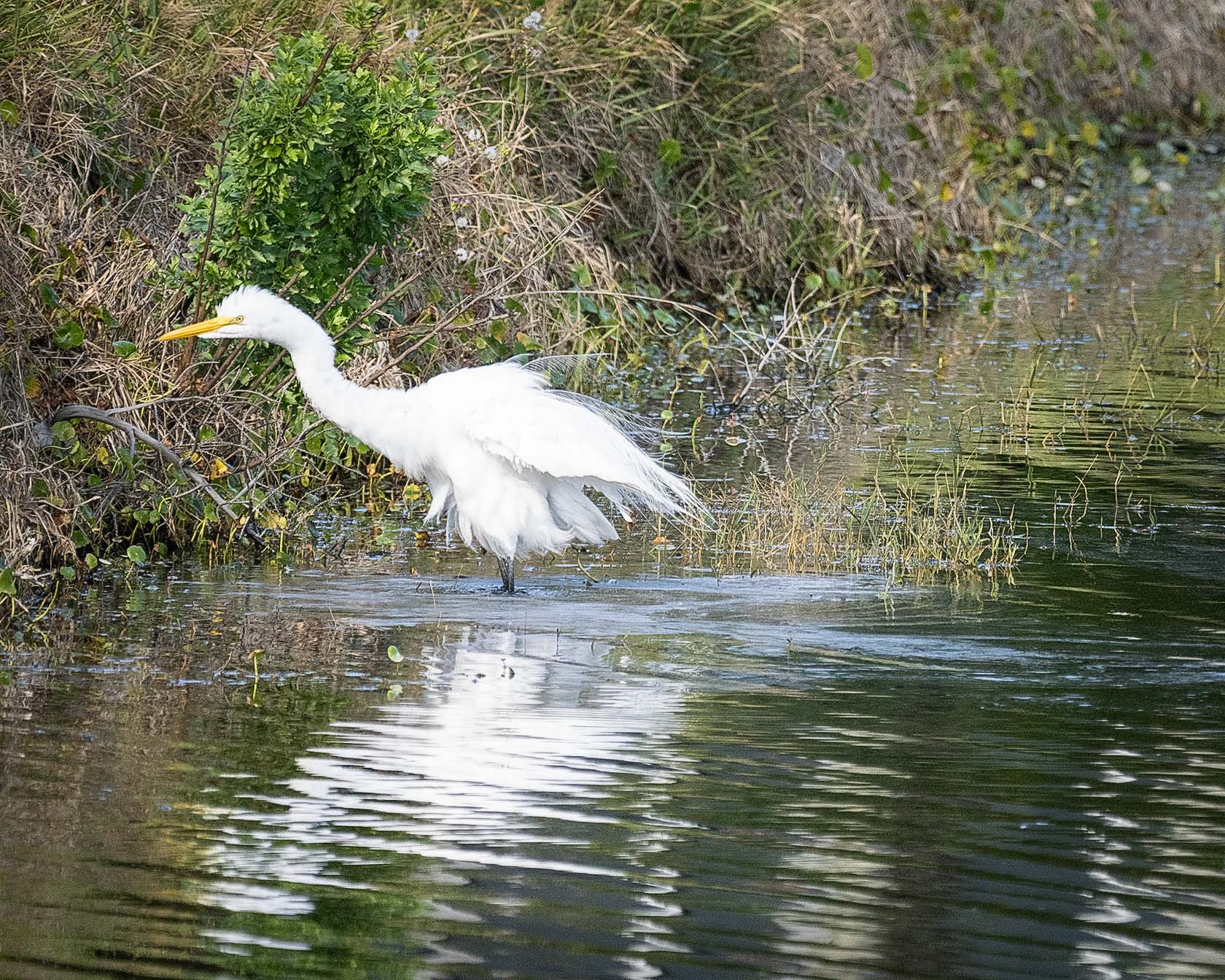 Great Egret Shaking