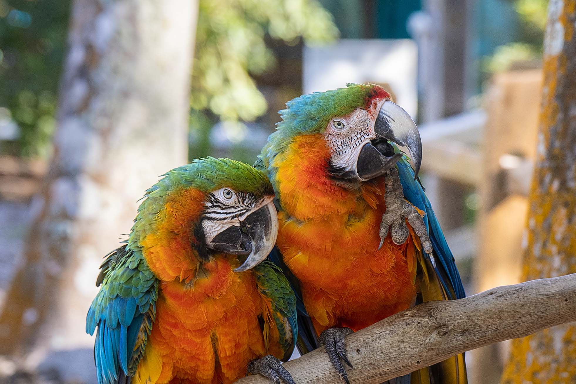 Macaw Pair
