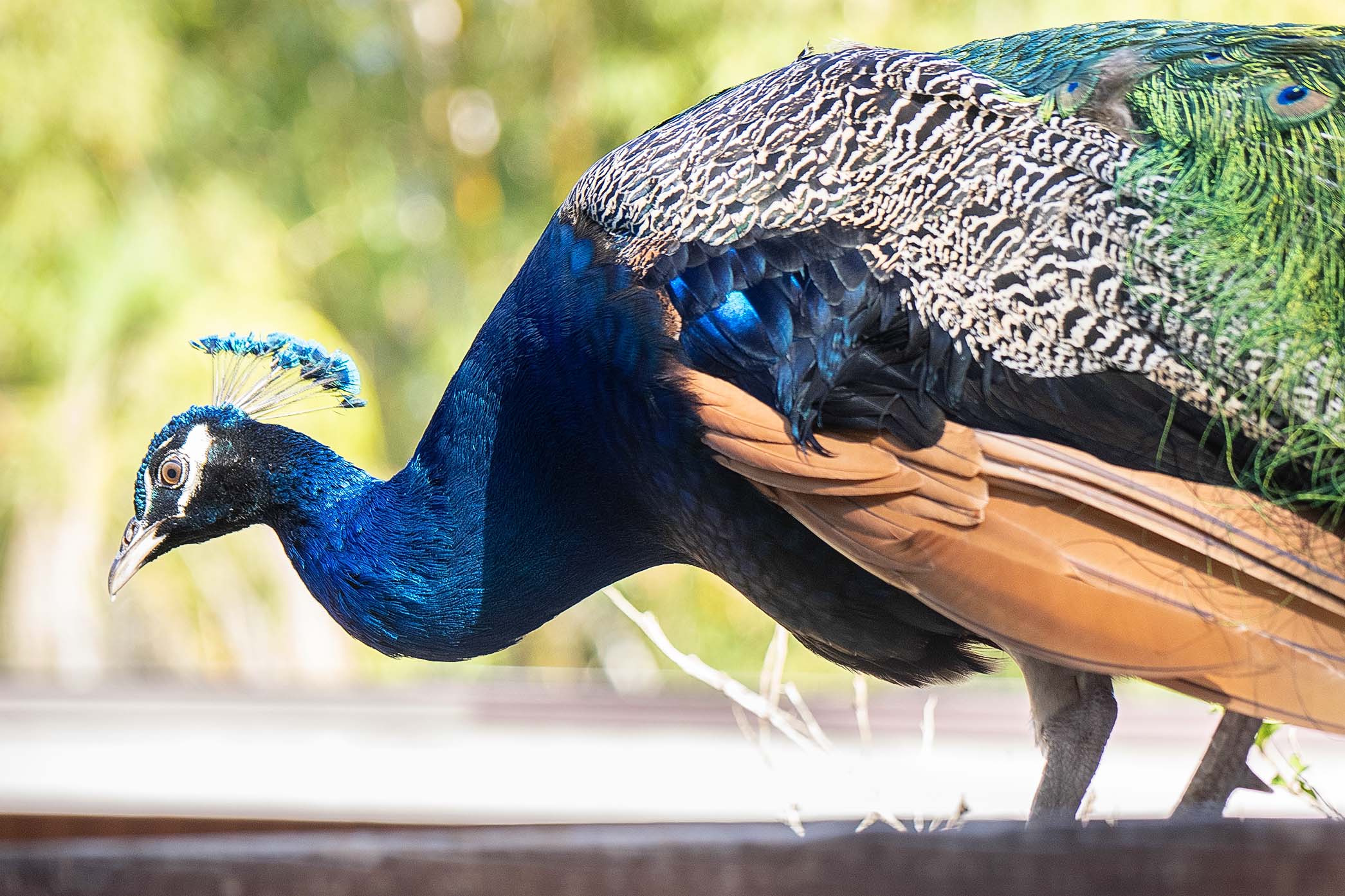 Peacock