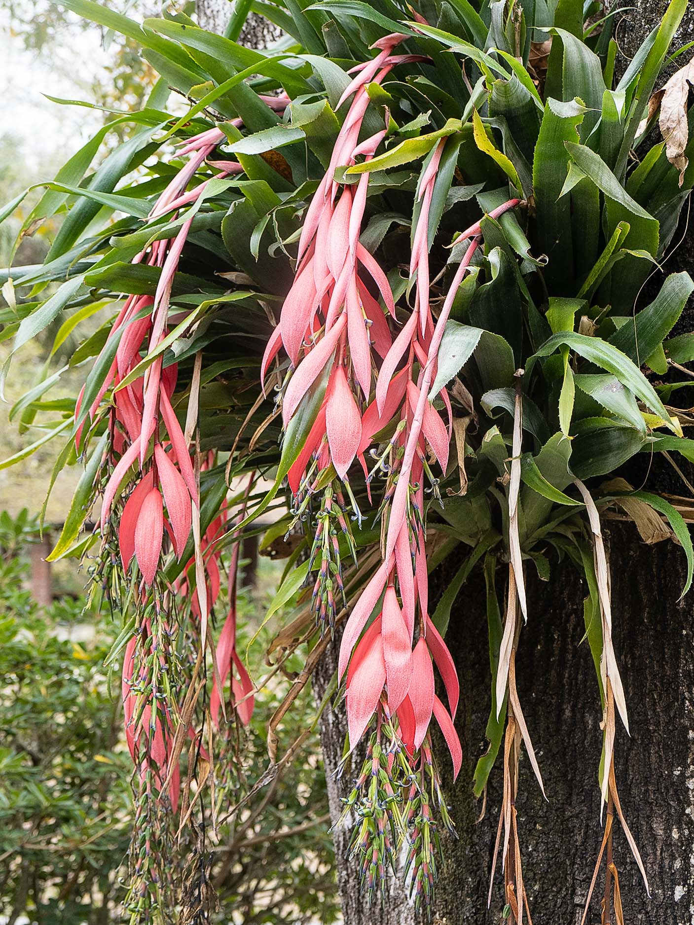 Pink Flower