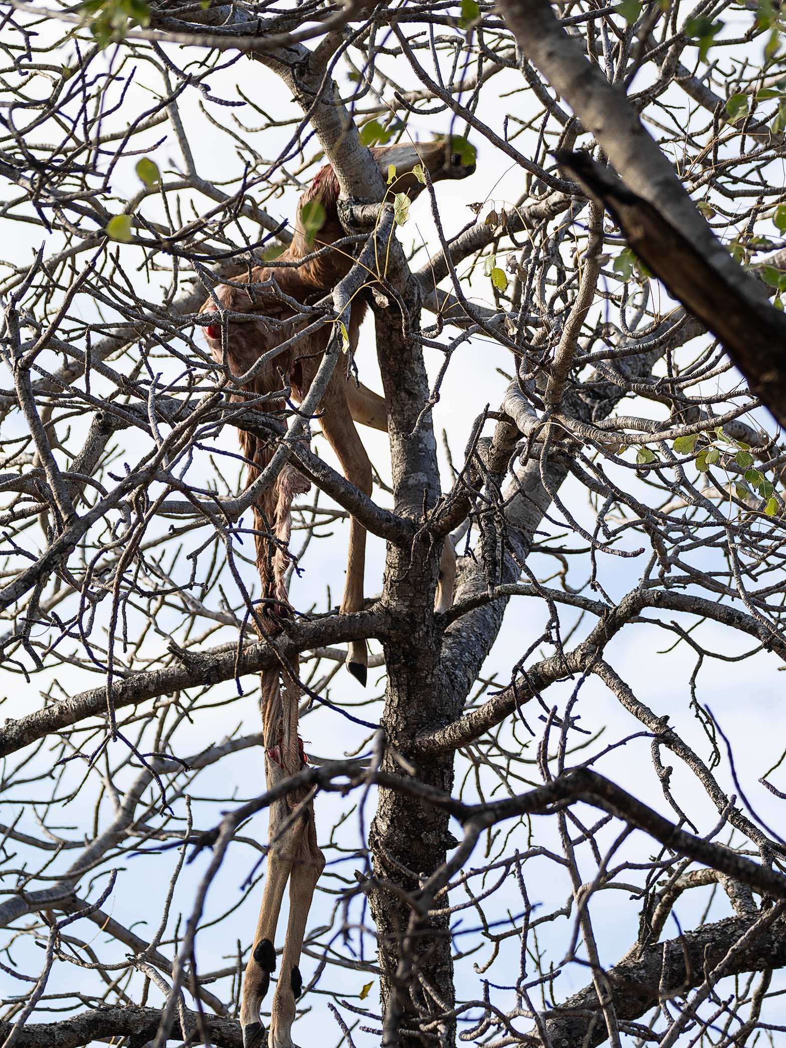 Impala Carcass in Tree