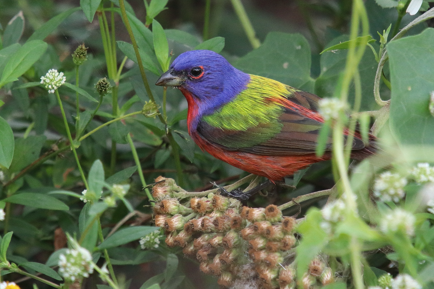 male Painted Bunting