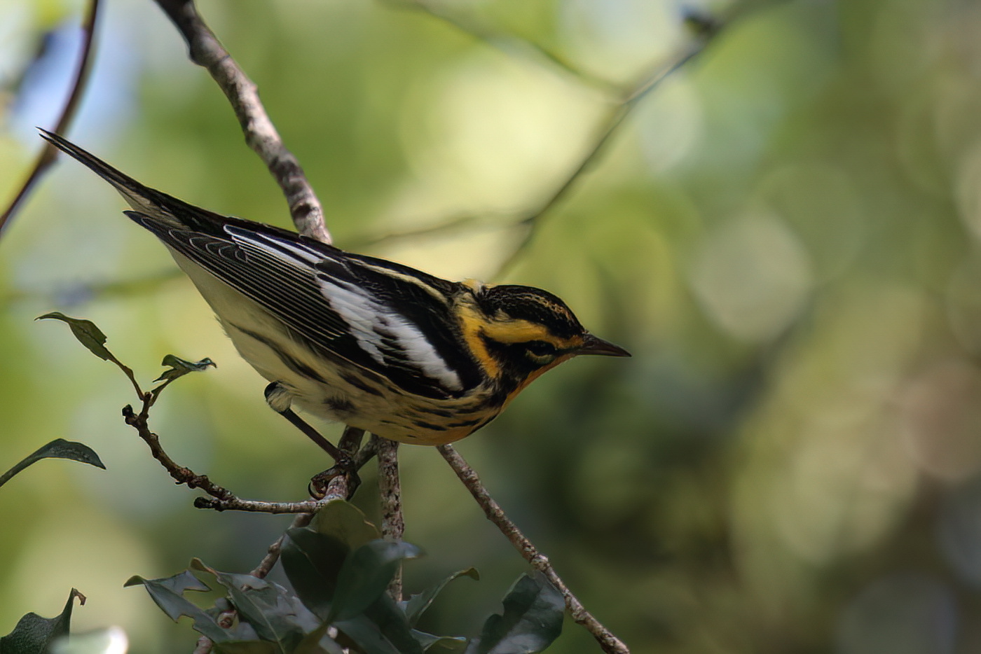 Blackburnian warbler