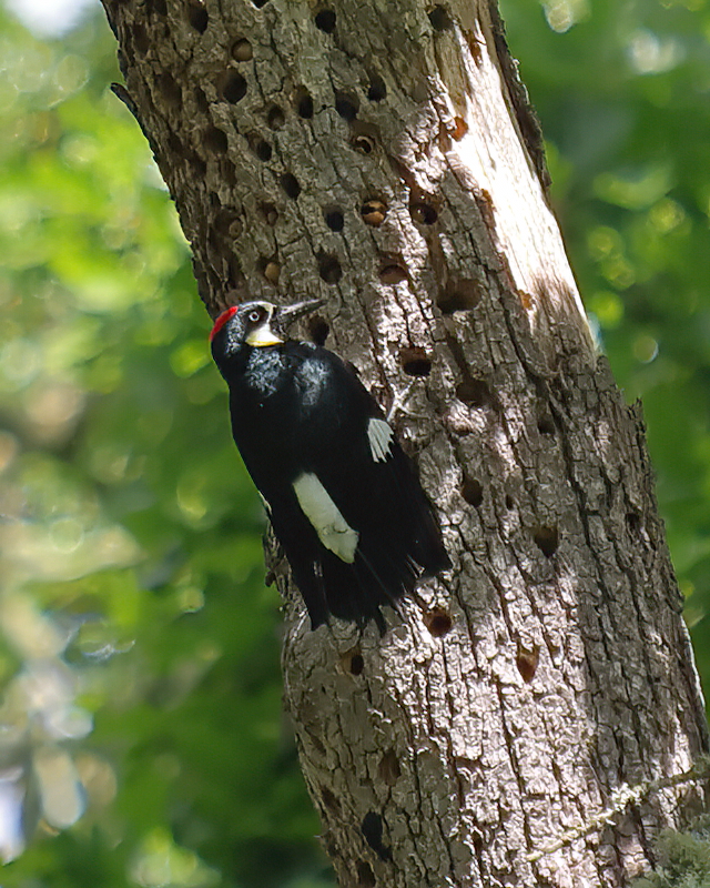 woodpeckers