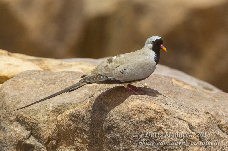 Namaqua Dove (Oena capensis), Oasis between Toujounine and Atar (Mauritania)