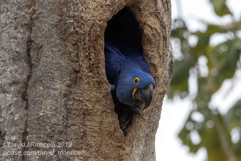 Hyacinth Macaw (Anodorhynchus hyacinthinus) in a Manduvi Tree (Sterculia apetala) nesting cavity_south of Pocon (Mato Grosso)